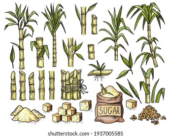 10,078 Sugar cane stalk Images, Stock Photos & Vectors | Shutterstock