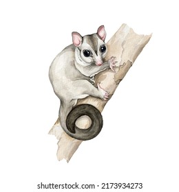 Sugar Glider Possum On The Branch. Watercolor Illustration. Hand Drawn Small Possum Australian Wildlife Animal. Sugar Glider Cute Small Exotic Australia Native Animal On The Tree Branch