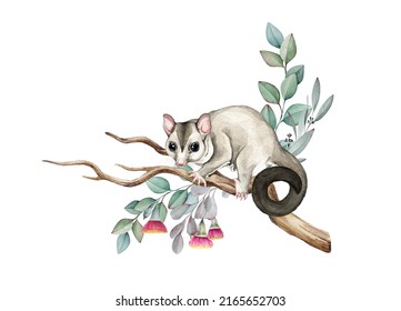 Sugar Glider Possum On Eucalyptus Branch. Watercolor Illustration. Sugar Glider On The Branch. Cute Small Exotic Australia Native Animal. Hand Drawn Small Possum. Australian Wildlife Animal