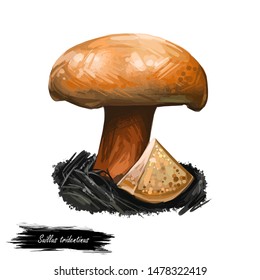 Suillus Tridentinus Orange Larch Bolete. Edible Mushroom Closeup Digital Art Illustration. Boletus Cap Ande Body. Mushrooming Season, Plant Growing In Forests. Web Print, Clipart