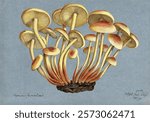 Sulphur tuft fungus (Hypholoma fasciculare). Watercolour, 1892. Vintage fungi drawing illustration painting. Vintage mushroom illustration painting. Mushroom artwork on paper.