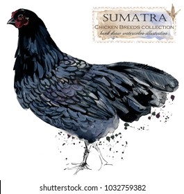 Sumatra Hen. Poultry Farming. Chicken Breeds Series. Domestic Farm Bird 