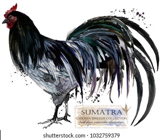 Sumatra Rooster. Poultry Farming. Chicken Breeds Series. Domestic Farm Bird 