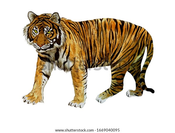 スマトリアの赤い虎の手描きの水彩イラスト のイラスト素材