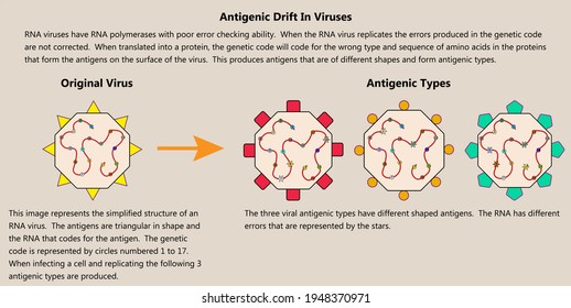 A Summary Of Antigenic Drift In RNA Viruses.  Images Of Viruses Show Altered Genetic Code Resulting In Three Different Antigenic Types With Different Shaped Antigens.  