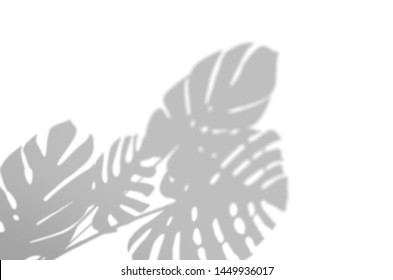 Summer Background Of Shadows Branch Leaves On A White Wall. White And Black For Overlaying A Photo Or Mockup