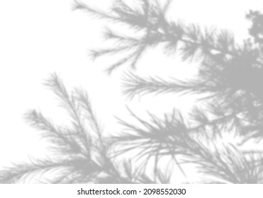 Summer background of shadows from fir leaves and branches on a white wall. White and black for photo or mockup