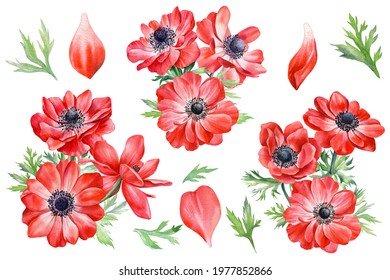 Summer Flower. Set Anemones Flowers, Leaves. Botanical Watercolor Floral Illustration For Design