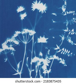 Summer flowers cyanotype blue print. Summer illustration. White and blue