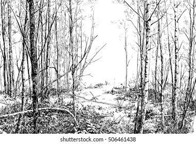 A Summer Forest View. Pen And Ink Black And White Drawing.