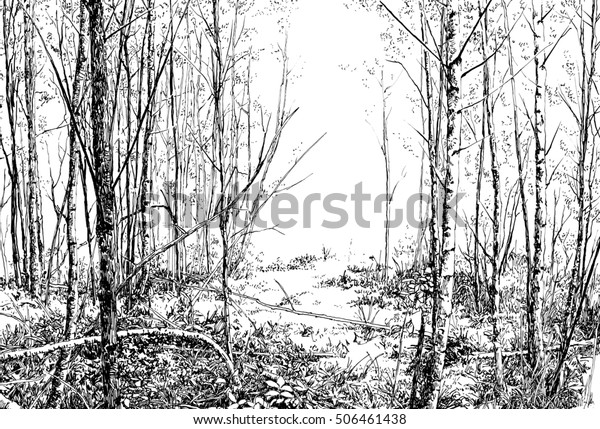 夏の森の景色 ペンと墨で描いた白黒の絵 のイラスト素材