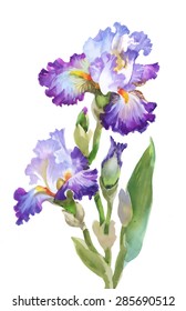 Summer garden iris flowers, watercolor illustration