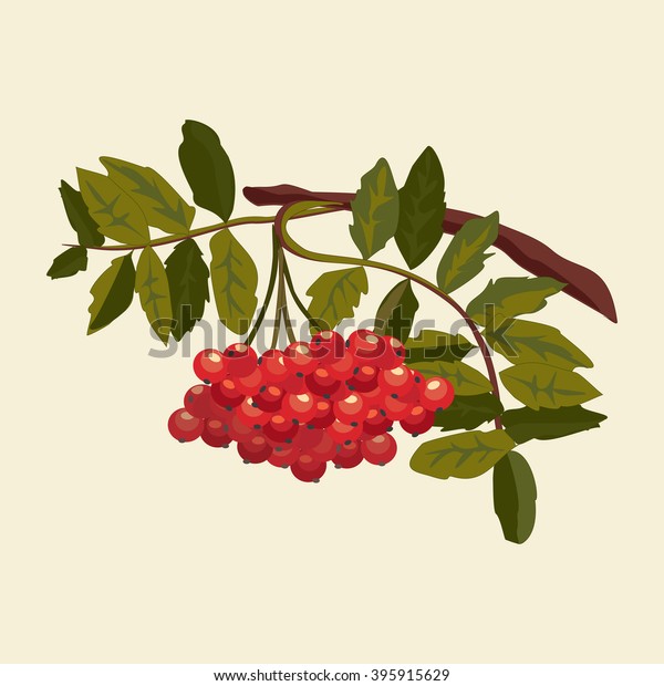 Summer Leaves Berries Red Mountain Ash Stock Illustration 395915629