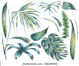 Summer Set Of Exotic Watercolor Green Tropical Leaves, Botanical Natural Collection, Isolated Illustration