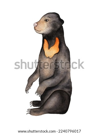 Sun bear hand painted in watercolour sitting on hind legs with a side profile on a white background