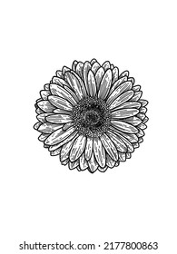 Sun Flower Outline Hand Drawn Illustration Stock Illustration 