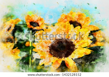 Sun flower painting. watercolor painting on white background,digital art style, illustration painting