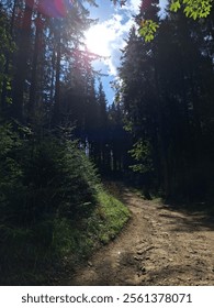 sun shine green background  forest