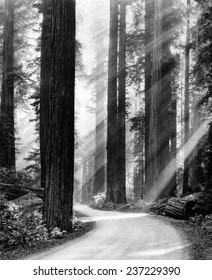 Sunbeams through the tall trees of a California red wood forest March 1939.