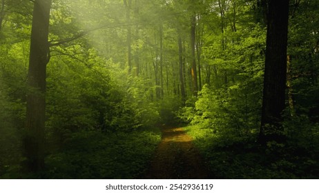  Sun-Dappled Forest with Dense Green Canopy - Idyllic Nature Scene - Powered by Shutterstock