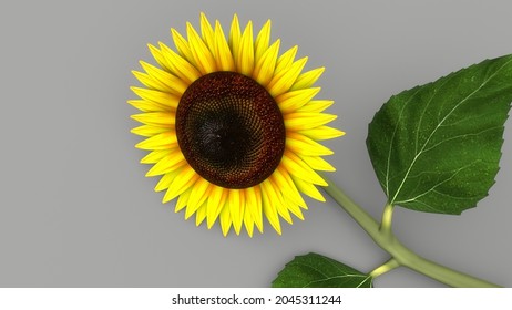 Sunflower And Cotton Seed And Oil Bottle.3d Illustration