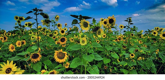 ひまわり畑 夏 青空 のイラスト素材 画像 ベクター画像 Shutterstock