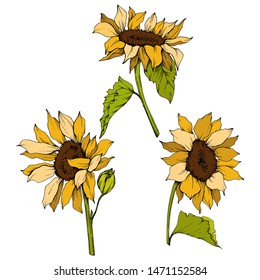 Sunflower Floral Botanical Flowers Wild Spring Stock Illustration ...
