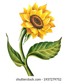 sunflower flower illustration drawing isolate on white background
