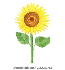 Sunflower Flower Stem Leaves Watercolor Illustration Stock Illustration 