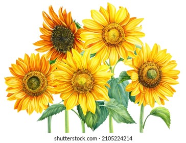 Sunflower flowers on isolated white, watercolor drawing, botanical painting. Summer composition
