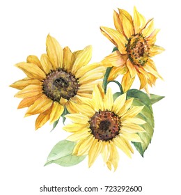 Sunflower Illustration In Watercolor Drawing, Bouquet, Hand Paint.