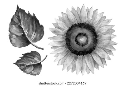 Sunflower isolated white background  watercolor botanical illustration  hand drawing