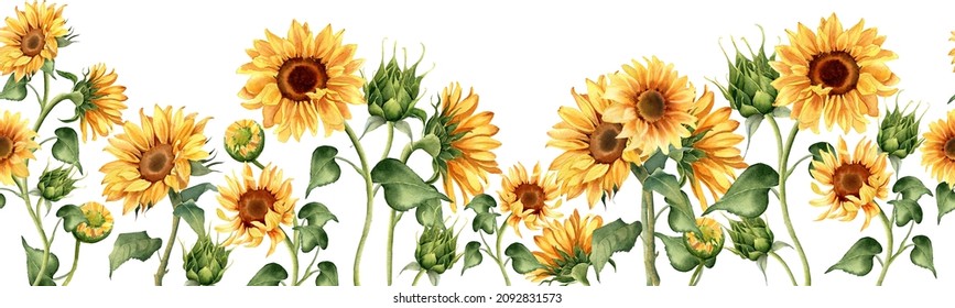 Sunflower seamless border. Floral illustration for paper, stationary,  fabric, greeting cards, packaging ets. Repeat ornament. Summer or autumn design. Watercolor flowers isolated on white background