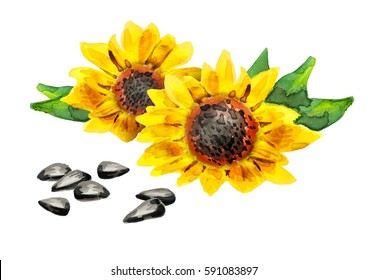 7,243 Sunflower seeds drawing Images, Stock Photos & Vectors | Shutterstock