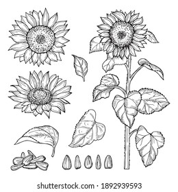 Sunflower Sketch. Seeds, Blooming Flowers Collection