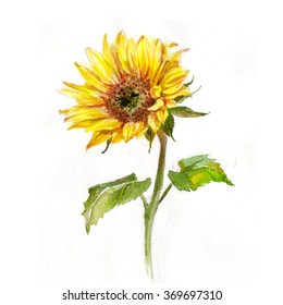 Sunflower, Watercolor Painting, White Background