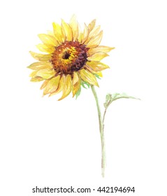 Sunflower, Watercolor Painting, White Background