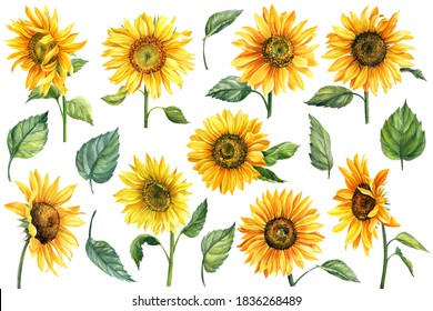 Sunflowers isolated on white background, watercolor botanical illustration, hand drawing, set flowers and leaves