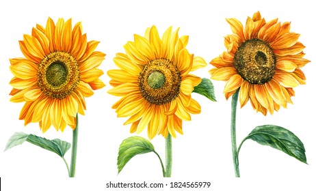 Sunflowers on an isolated white background, watercolor painting, hand drawing