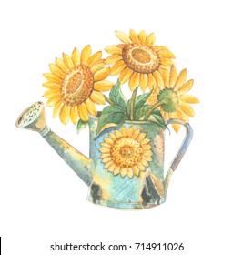 Sunflowers in watering cans.Watercolor Hand drawn on white background.Clipping path included. Illustration for various tasks such as greeting cards,Birthday cards, or different print jobs.