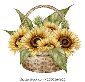 Sunflowers in wicked basket watercolor illustration. Drawing with autumn flowers in rustic style on isolated background for greeting cards or fall party invitations. Floral vintage artwork. - Powered by Shutterstock