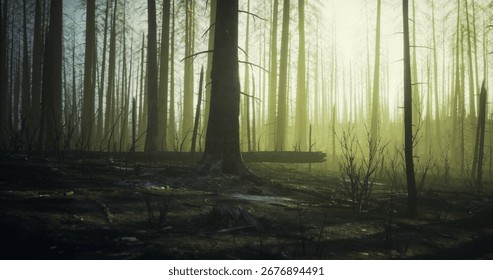Sunlight breaks through the thick mist in a forest recovering from a fire. Charred trees stand tall among the underbrush as nature begins to reclaim the area slowly.