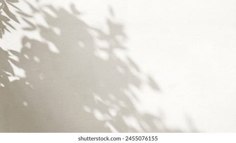 Sunlight cast leaf foliage shadow of tree plant on blank white wall for modern, luxury organic beauty, cosmetic, skincare, body care product background, exterior design decoration 3D