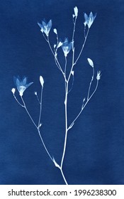 Sun-printing or cyanotype process.
Flowers. Cyanotype