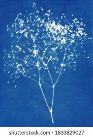 Sun-printing or cyanotype process. Skeleton flowers cyanotype