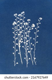 Sun-printing or cyanotype process. Skeleton flowers cyanotype