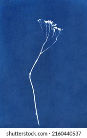 Sun-printing or cyanotype process. Skeleton leaf cyanotype	
