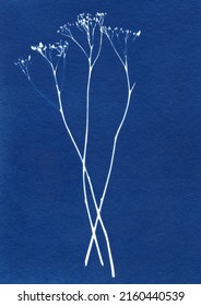 Sun-printing or cyanotype process. Skeleton leaf cyanotype	
