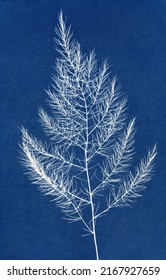 Sun-printing or cyanotype process. Skeleton leaf cyanotype