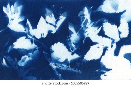 sun-printing or cyanotype process. Some leafs like lavender, petals, flowers, fern, lying on a watercolour paper covered with a special photosensitive liquid. 
